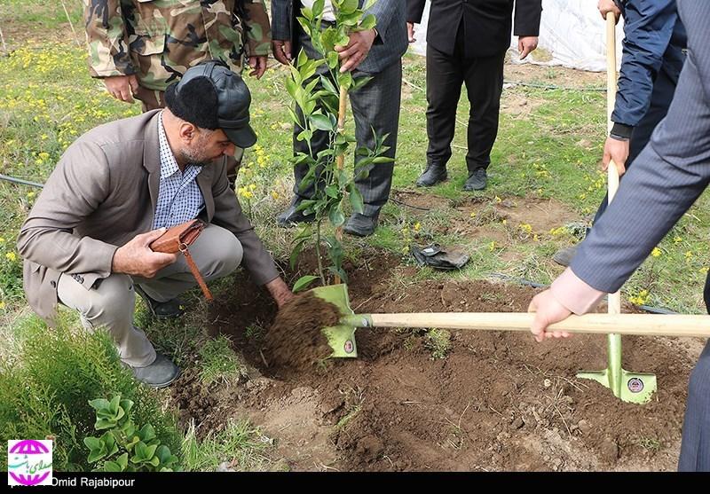 کاشت ۱۰ هزار اصله نهال توسط شهروندان در طرح «درختی برای فردا»