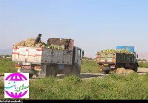 صدور محصول هندوانه کاران باشت به سراسر کشور