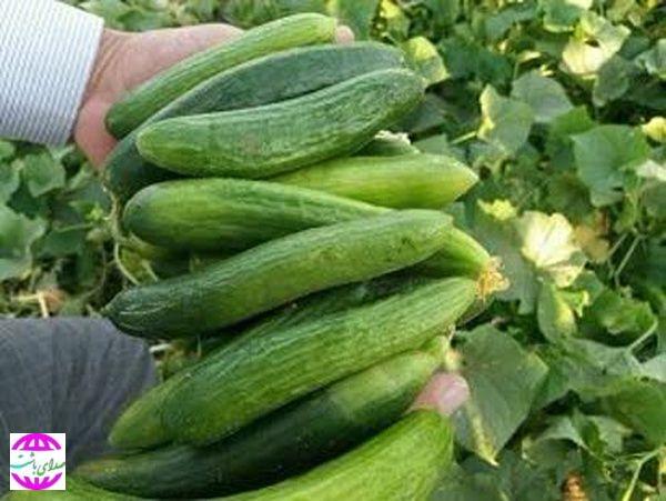 پیش بینی برداشت ۲۰۰  تن خیار از اراضی کشاورزی باشت