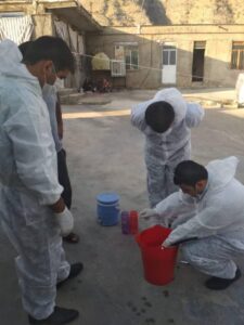 *اجرای طرح ملی و رایگان واکسیناسیون نیوکاسل در طیوربومی شهرستان باشت*