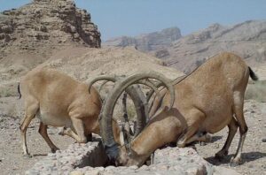 ۱۷هزار لیتر آب در آبشخورهای حیات وحش گچساران توزیع شد.