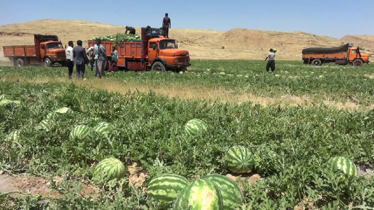 معاون بهبود تولیدات گیاهی سازمان جهاد کشاورزی؛