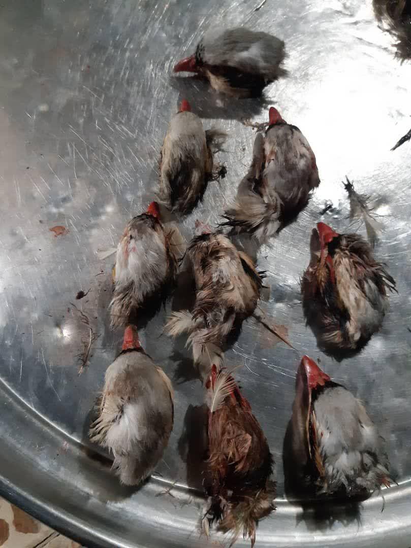 پنج شکارچی متخلف در باشت دستگیر شدند.