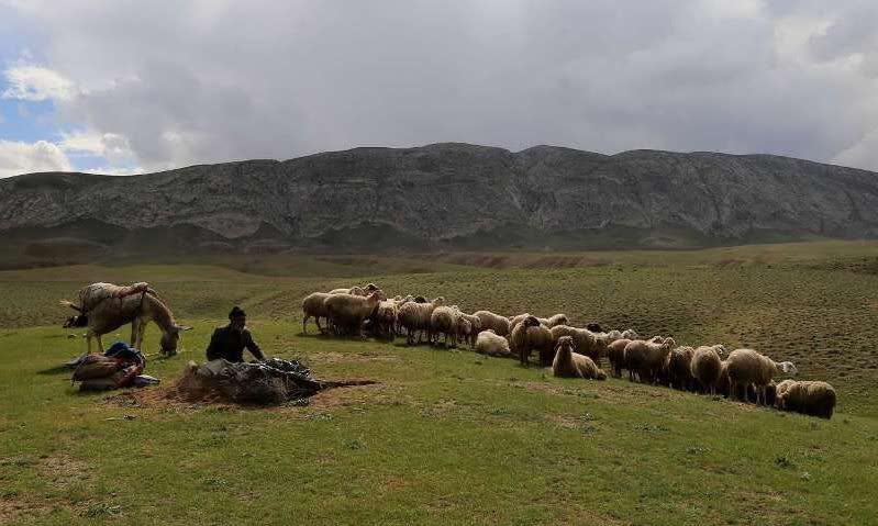 ۶۰ درصد از مراتع کهگیلویه و بویراحمد فقر پوششی دارد.