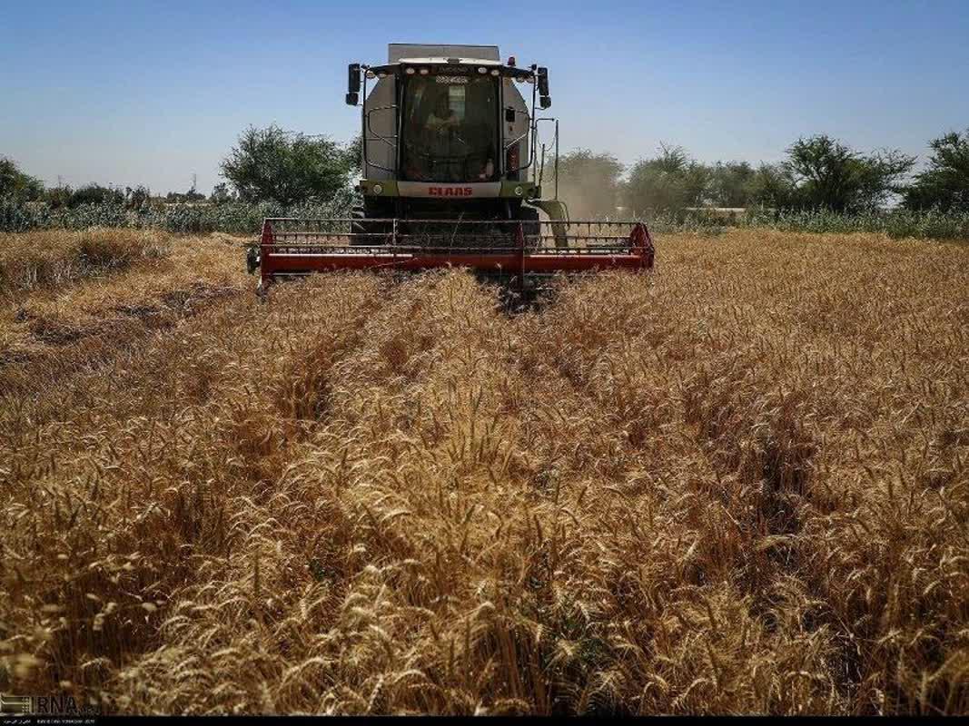 بیش از ۶۸ هزار تن گندم و کلزا در کهگیلویه و بویراحمد خریداری شد.