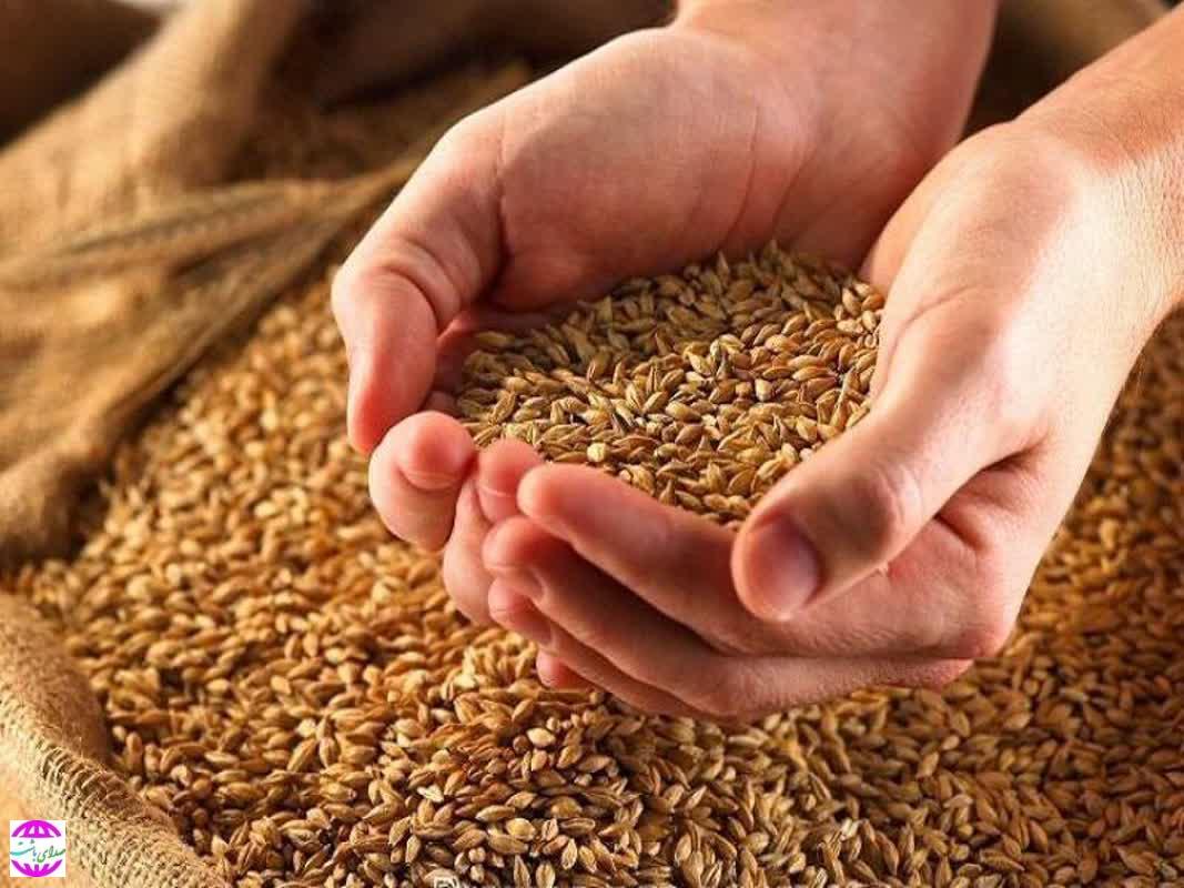 ۹هزار تن گندم در کهگیلویه و بویراحمد خرید تضمینی شد.