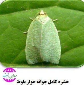 دردسرهای پروانه برگ خوار بلوط برای اهالی باشت