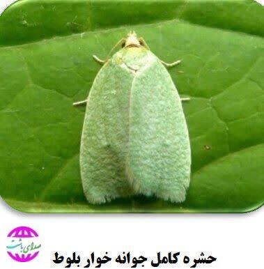 دردسرهای پروانه برگ خوار بلوط برای اهالی باشت