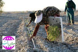 ۲۵صندوق خرد محلی در روستاهای گچساران ایجاد شد.