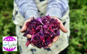 به همت ستاد اجرایی فرمان امام ؛  گچساران صاحب کارخانه فرآوری گیاهان دارویی می‌شود