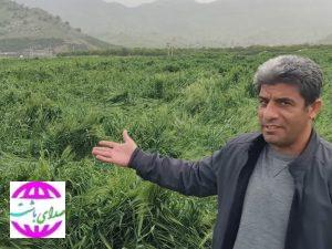 جزئیات تازه از خسارات بارندگی های اخیر درباشت  خسارت بیش از ۱۵۰۰ میلیارد ریالی به کشاورزی باشت