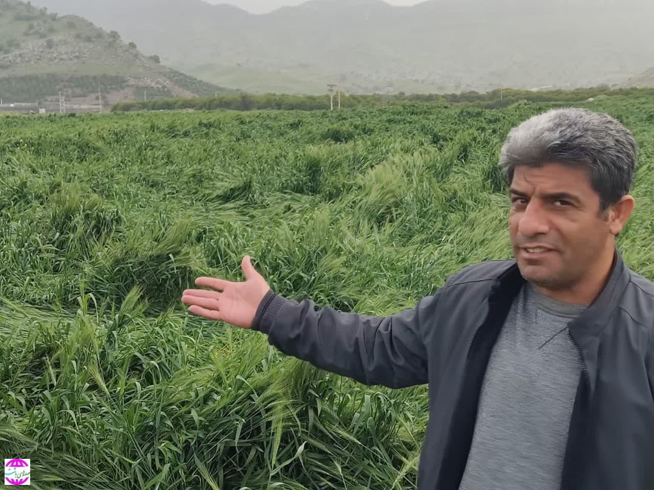 جزئیات تازه از خسارات بارندگی های اخیر درباشت  خسارت بیش از ۱۵۰۰ میلیارد ریالی به کشاورزی باشت