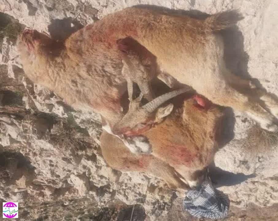 ۲۴ ساعت عملیات نفس‌گیر محیط‌بانان دنا برای به دام انداختن شکارچیان حرفه‌ای
