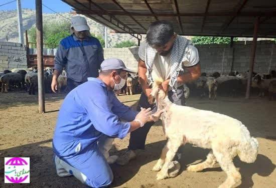 به همت دامپزشکی باشت در حال اجراست :  پایش سرمی جهت ارزیابی واکسیناسیون طاعون نشخوارکنندگان کوچک