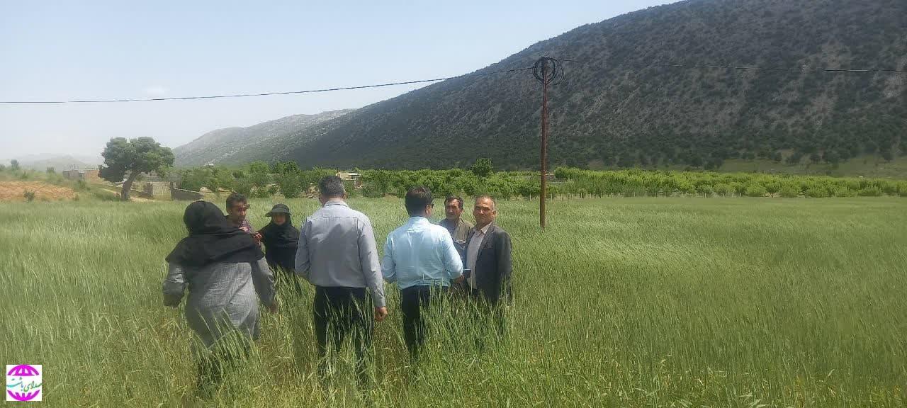 شیوع بیماری زنگ زرد گندم در مزارع شهرستان بویراحمد