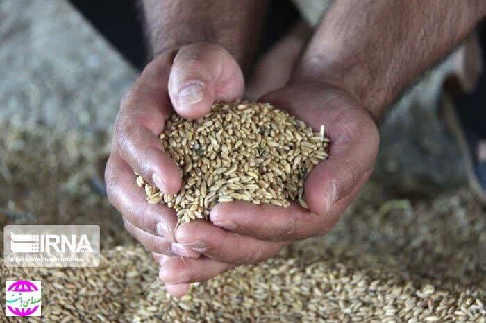 ۳۷ هزار تن گندم در کهگیلویه و بویراحمد خریداری شد.