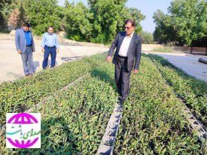 در بازدید مدیرکل منابع طبیعی و آبخیزداری کهگیلویه و بویراحمد از نهالستان گچساران اعلام شد
