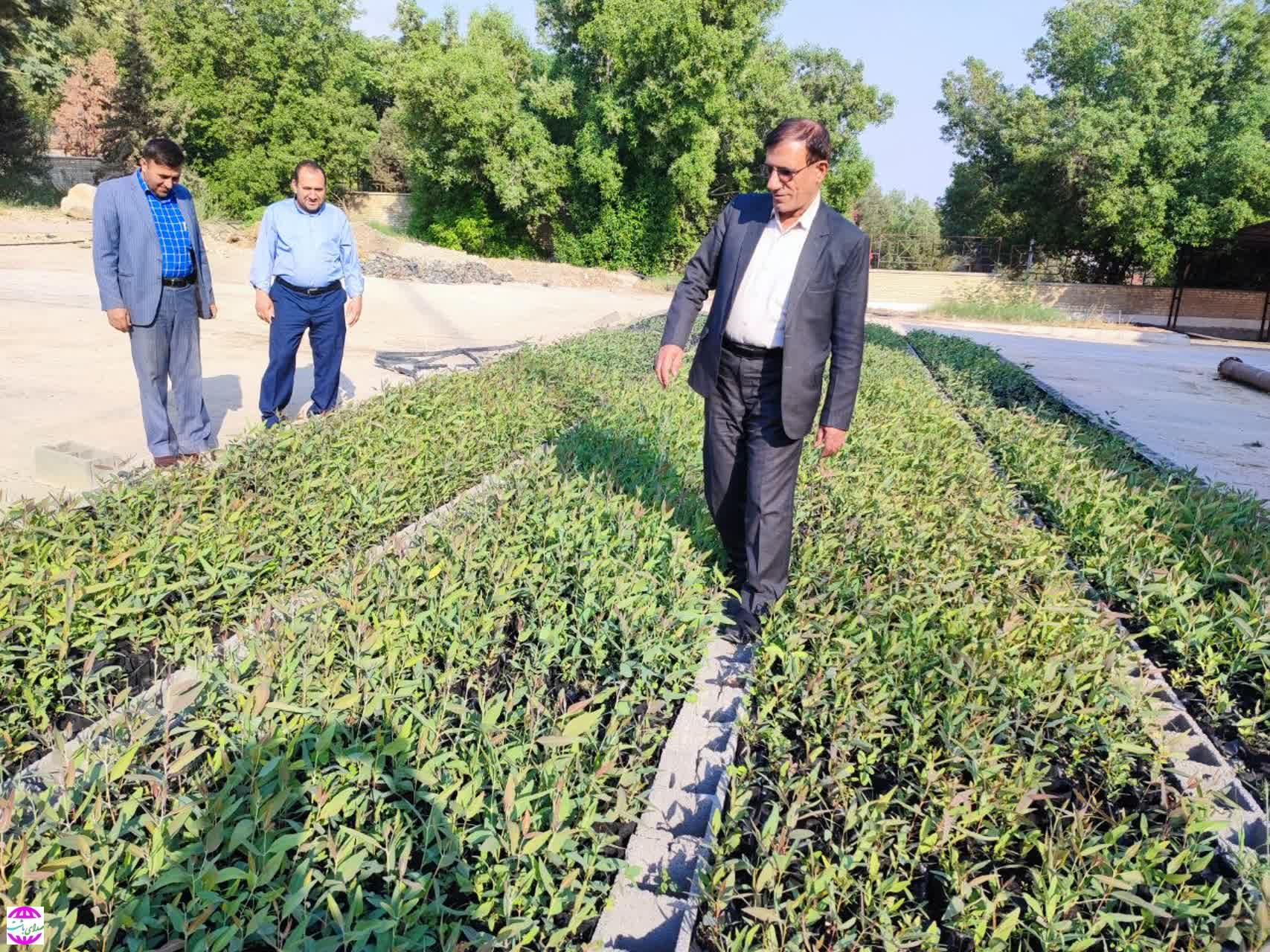 در بازدید مدیرکل منابع طبیعی و آبخیزداری کهگیلویه و بویراحمد از نهالستان گچساران اعلام شد