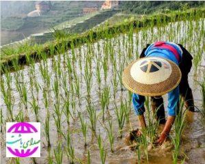 کم‌آبی سطح زیر کشت را در کهگیلویه و بویراحمد کاهش داد