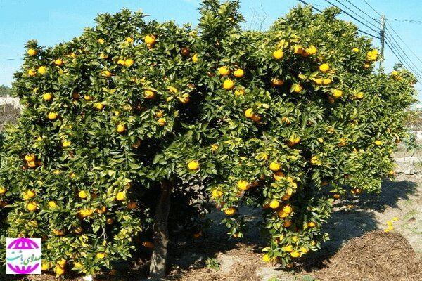 لیمو ترش باشت کهگیلویه و بویراحمد ؛ در سایه خشکسالی و نبود صنایع تبدیلی