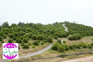 رویای بازگشت رونق زندگی به روستای تاریخی «نیمدور» در باشت محقق می‌شود؟