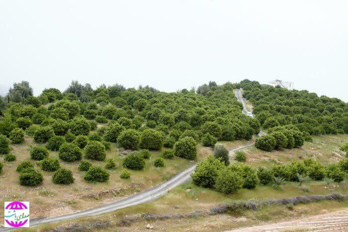 رویای بازگشت رونق زندگی به روستای تاریخی «نیمدور» در باشت محقق می‌شود؟