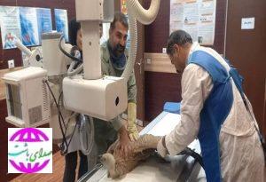 معاینه و تیمار یک بهله دال زخمی با همکاری دامپزشکی و محیط زیست شهرستان باشت + تصاویر