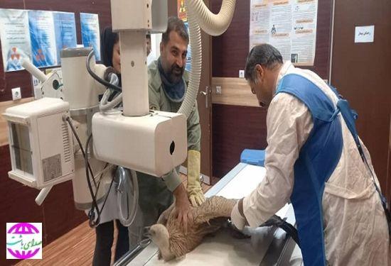 معاینه و تیمار یک بهله دال زخمی با همکاری دامپزشکی و محیط زیست شهرستان باشت + تصاویر