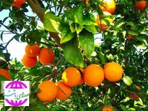 کاهش تولید مرکبات در کهگیلویه و بویراحمد / باغداران: دولت تضمینی خریداری کند