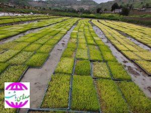 کاشت برنج بهاره برای اولین‌بار در لنده