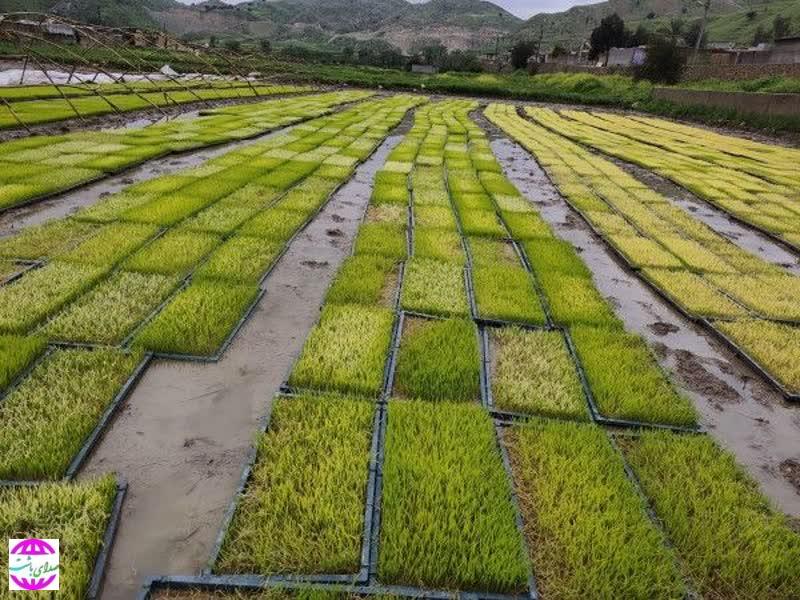 کاشت برنج بهاره برای اولین‌بار در لنده