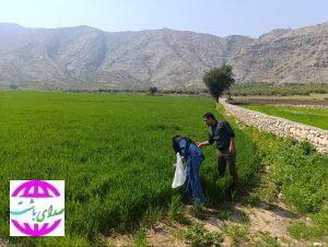 پایش مستمر آفات و بیماری‌ها در مزارع گندم باشت ادامه دارد