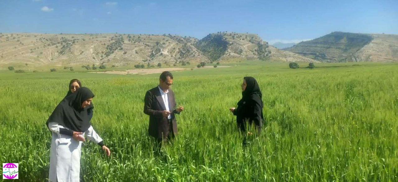 در بازدید مدیران حفظ نباتات و زراعت سازمان جهاد کشاورزی کهگیلویه و بویراحمد از مزارع گچساران و باشت مطرح شد: