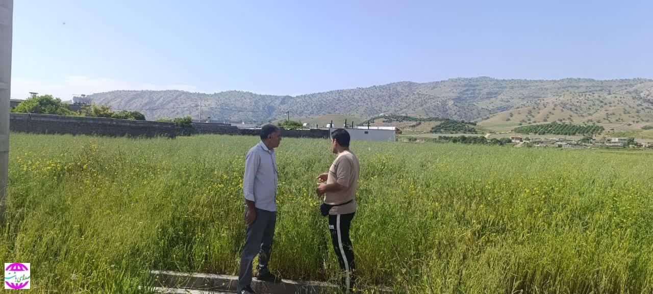 مدیر جهاد کشاورزی باشت خبر داد  :  پایش آفات و بیماریهای گندم در مزارع غلات باشت