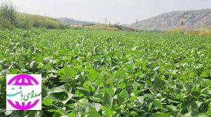 مدیر جهاد کشاورزی شهرستان باشت خبر داد؛   پیش بینی برداشت ۶۰۰ تن لوبیا در باشت