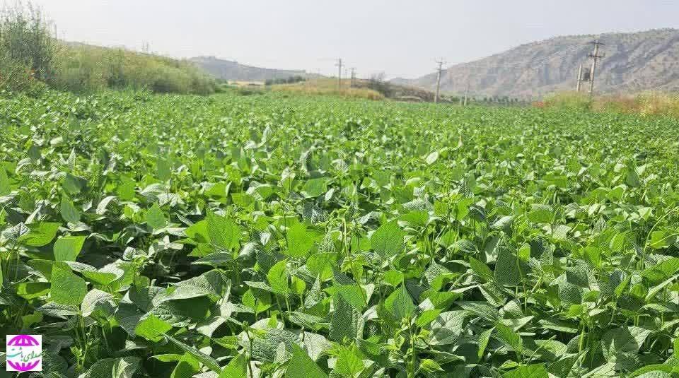 مدیر جهاد کشاورزی شهرستان باشت خبر داد؛   پیش بینی برداشت ۶۰۰ تن لوبیا در باشت