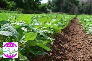 رونق مزارع باشت با کاشت حبوبات؛ پیش‌بینی برداشت ۱۵۰۰ تن محصول