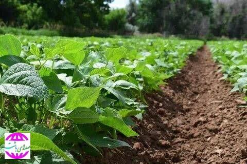 رونق مزارع باشت با کاشت حبوبات؛ پیش‌بینی برداشت ۱۵۰۰ تن محصول