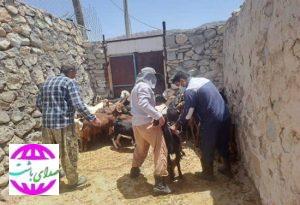 رئیس اداره دامپزشکی شهرستان باشت خبر داد:  پایش بیماری طاعون نشخوارکنندگان کوچک در مناطق روستایی و حاشیه حیات‌وحش باشت