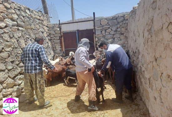 رئیس اداره دامپزشکی شهرستان باشت خبر داد:  پایش بیماری طاعون نشخوارکنندگان کوچک در مناطق روستایی و حاشیه حیات‌وحش باشت