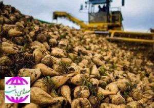 رکوردشکنی در تولید چغندرقند باشت؛ عملکرد ۲۰ تن بالاتر از میانگین کشوری