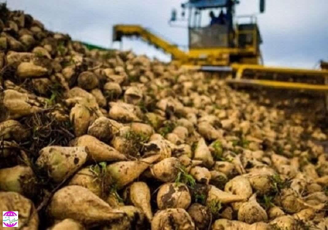رکوردشکنی در تولید چغندرقند باشت؛ عملکرد ۲۰ تن بالاتر از میانگین کشوری