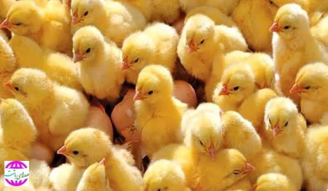 مدیر جهاد کشاورزی باشت از انجام عملیات جوجه‌ریزی ۵۵ هزار قطعه‌ای در چهار واحد مرغداری این شهرستان طی ماه خردادماه خبر داد.