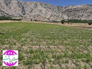 مدیر جهاد کشاورزی باشت: کشت قطره‌ای برنج؛ رویکردی نوین در کشاورزی باشت
