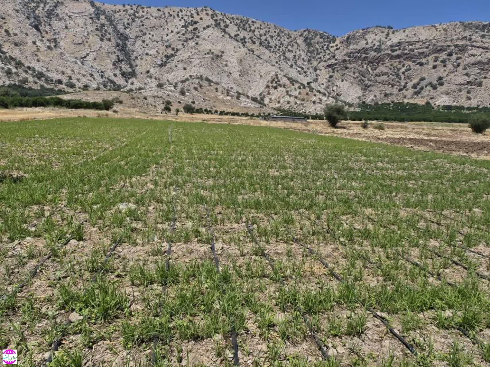 مدیر جهاد کشاورزی باشت: کشت قطره‌ای برنج؛ رویکردی نوین در کشاورزی باشت