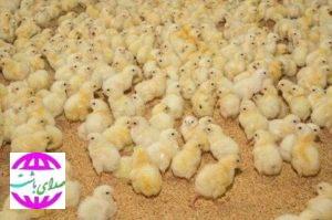 تحقق جوجه‌ریزی ۱۱۵ هزار قطعه‌ای در واحدهای مرغداری شهرستان باشت در بهار ۱۴۰۵ + فیلم