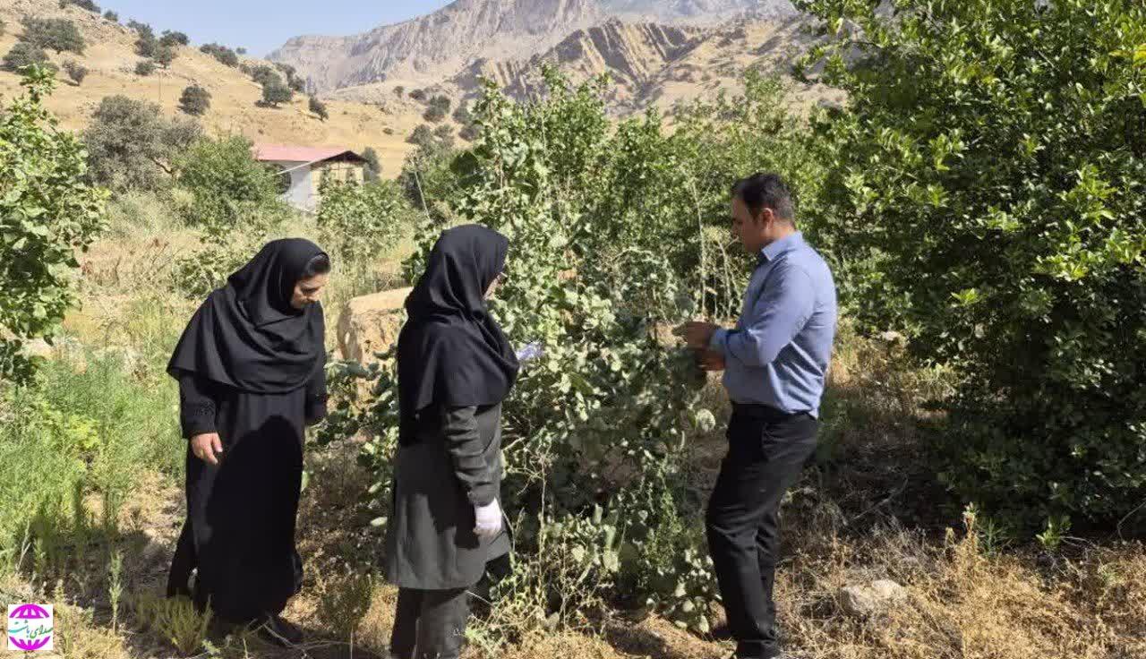 تحول در الگوی کشت باشت؛ اختصاص ۳ هزار هکتار اراضی به محصولات تابستانه و درختان گرمسیری+ فیلم