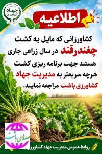 فراخوان مدیریت جهاد کشاورزی باشت برای برنامه‌ریزی کشت چغندرقند در سال زراعی جاری